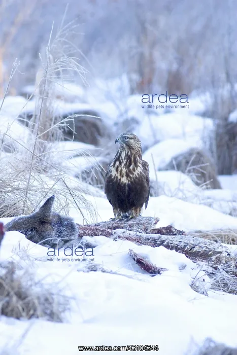 : Rough-legged Hawk on Deer Carcass : Rough-legged Hawk on Deer Carcass