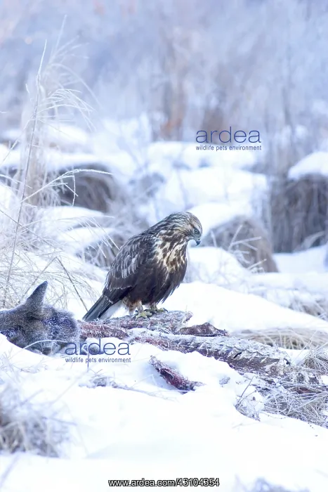 : Rough-legged Hawk on Deer Carcass : Rough-legged Hawk on Deer Carcass