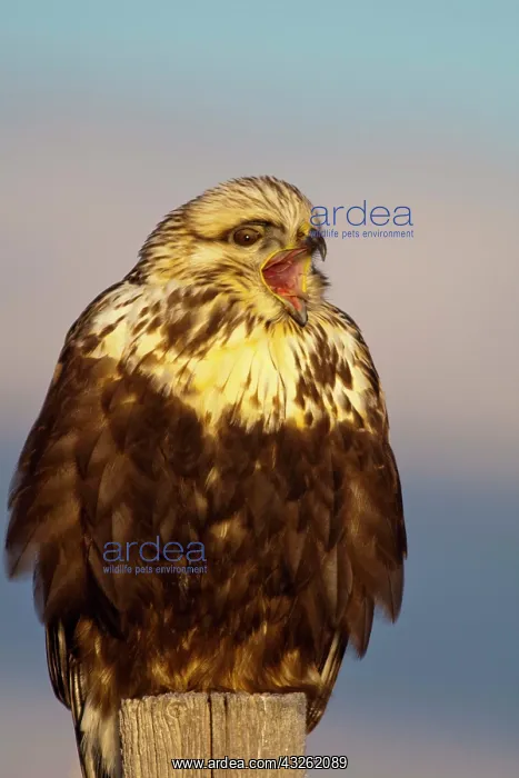 : Rough legged hawk on fencepost in winter : Rough legged hawk on fencepost in winter