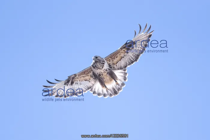  : Rough-legged Hawk in flight