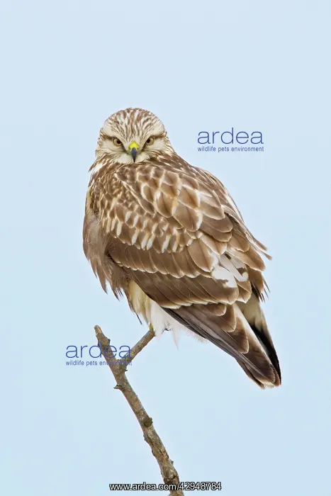 : Rough-legged Hawk - light morph immature bird : Rough-legged Hawk - light morph immature bird