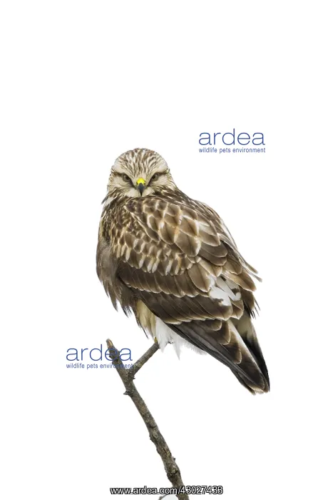  : Rough-legged Hawk Perched on dead branch
