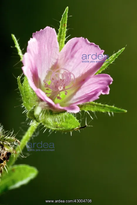 : Rough Mallow : Rough Mallow