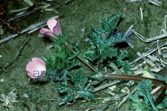  : ROUGH MALLOW