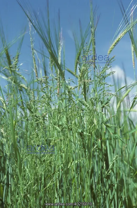  : Rough meadow-grass in barley