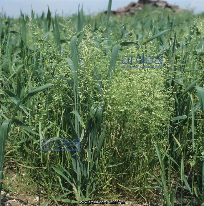 : Rough Meadow-grass flowering in Wheat crop : Rough Meadow-grass flowering in Wheat crop