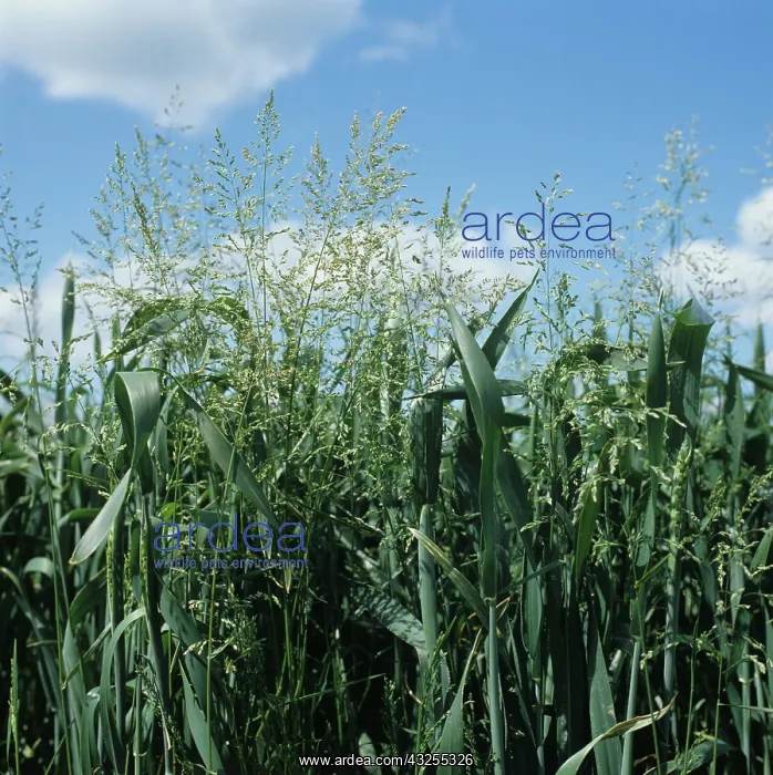 : Rough Meadow-grass (Poa trivialis) in Wheat : Rough Meadow-grass (Poa trivialis) in Wheat