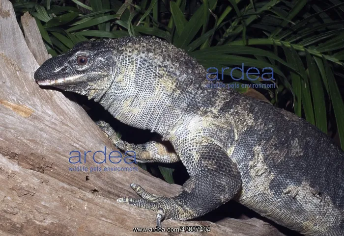 : Rough-Necked Monitor : Rough-Necked Monitor