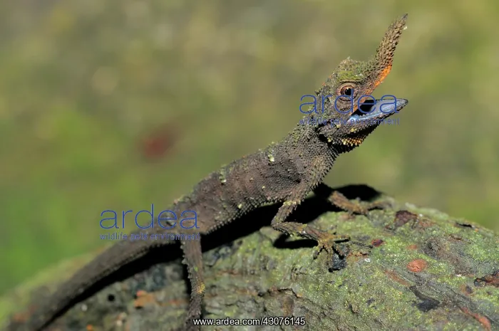 : Rough nose horned lizard : Rough nose horned lizard