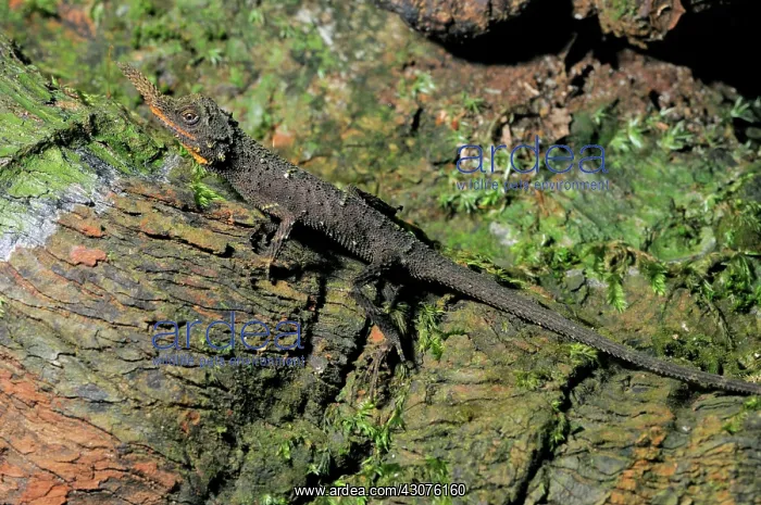 : Rough nose horned lizard : Rough nose horned lizard