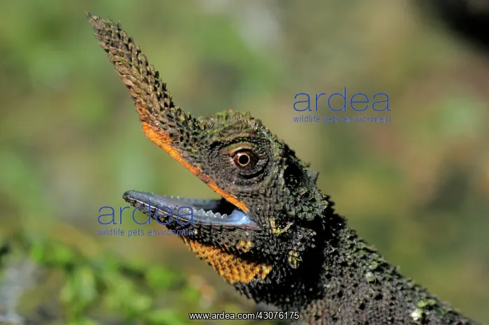 : Rough nose horned lizard : Rough nose horned lizard