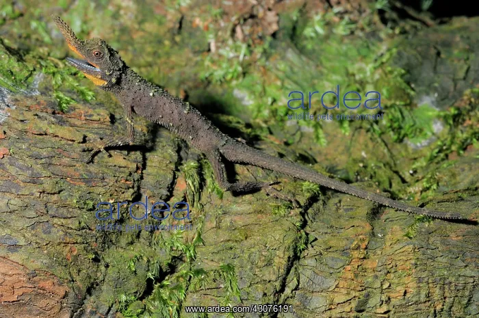 : Rough nose horned lizard : Rough nose horned lizard