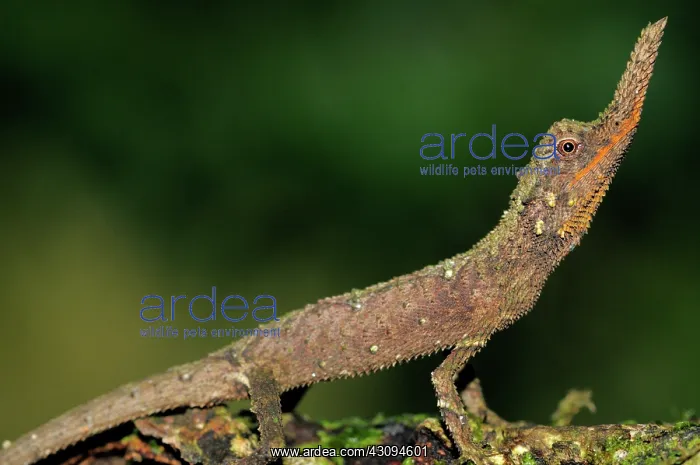 : Rough nose horned lizard : Rough nose horned lizard