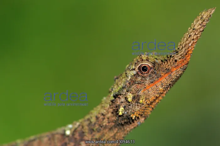  : Rough nose horned lizard