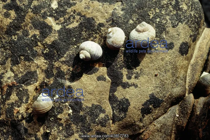 : Rough Periwinkles : Rough Periwinkles