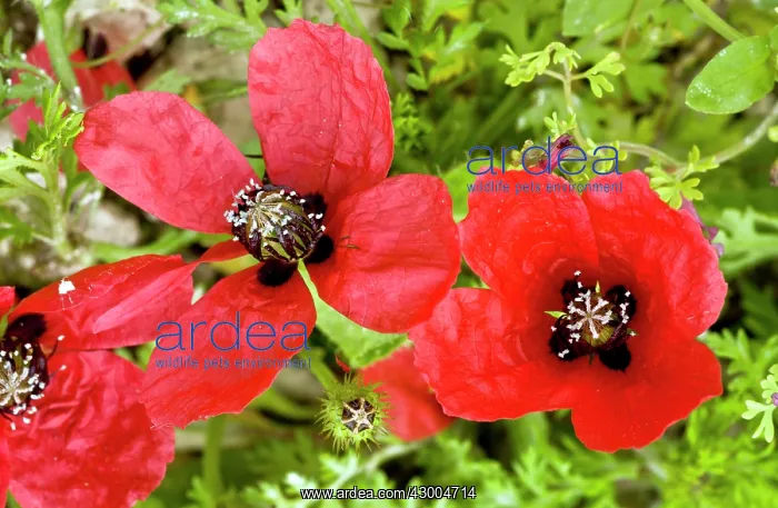: Rough Poppy - flower and fruit : Rough Poppy - flower and fruit