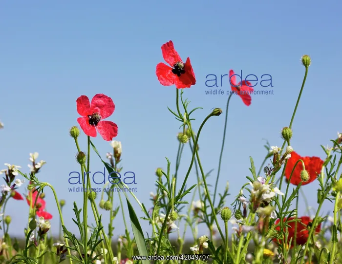  : Rough Poppy Papaver hybridum, flowers and fruit