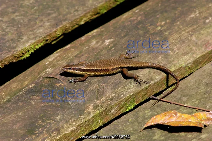: Rough-scaled Brown Skink basking on planks of a : Rough-scaled Brown Skink basking on planks of a