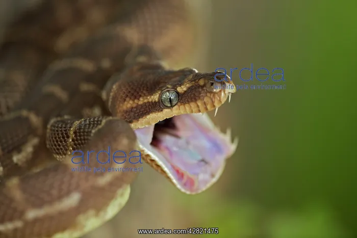 : Rough-scaled Python - defensive posture : Rough-scaled Python - defensive posture