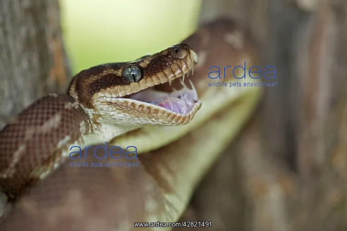 : Rough-scaled Python - defensive posture : Rough-scaled Python - defensive posture