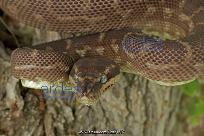 : Rough-scaled Python - defensive posture : Rough-scaled Python - defensive posture