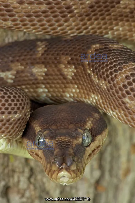 : Rough-scaled Python - defensive posture : Rough-scaled Python - defensive posture