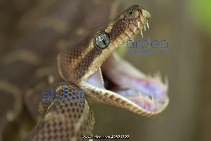 : Rough-scaled Python - defensive posture : Rough-scaled Python - defensive posture