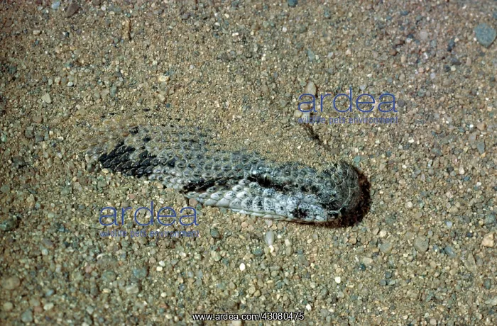 : Rough-scaled Sand Boa : Rough-scaled Sand Boa