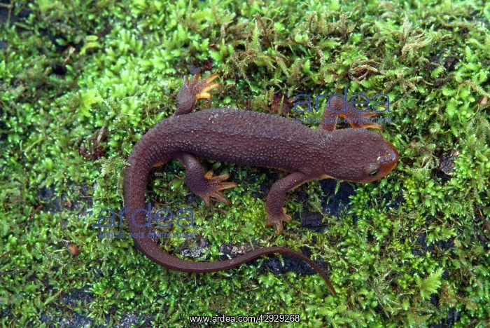 : ROUGH-SKINNED NEWT : ROUGH-SKINNED NEWT