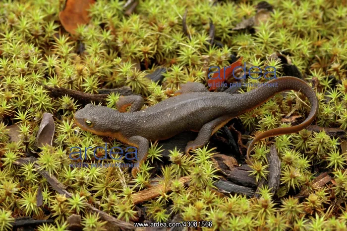 : Rough-skinned Newt : Rough-skinned Newt