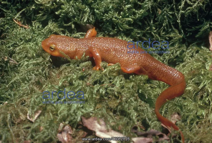 : Rough-skinned Newt : Rough-skinned Newt