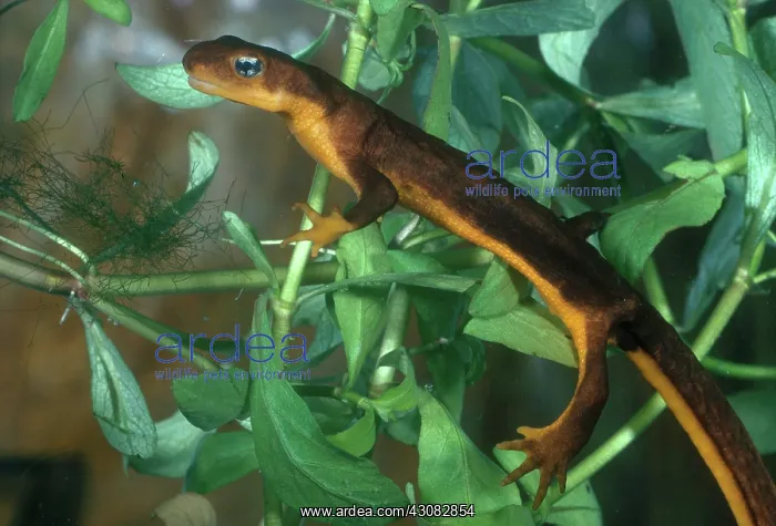 : Rough-skinned Newt : Rough-skinned Newt