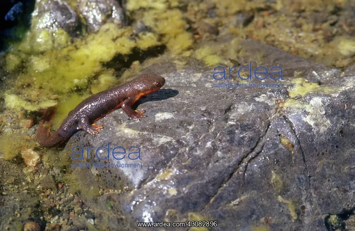 : Rough-skinned Newt : Rough-skinned Newt