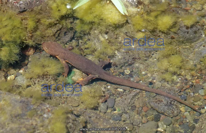 : Rough-skinned Newt : Rough-skinned Newt