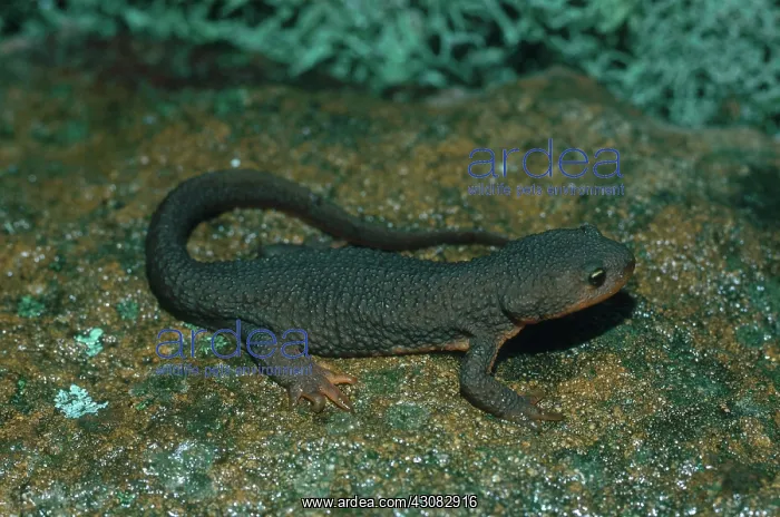 : Rough-skinned Newt : Rough-skinned Newt