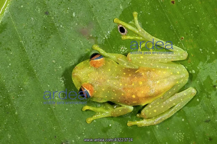 : Rough-skinned Treefrog (Hypsiboas cinerascens) : Rough-skinned Treefrog (Hypsiboas cinerascens)