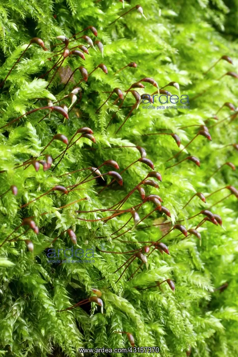: Rough-stalked Feather-moss - Brachythecium rutabulum : Rough-stalked Feather-moss - Brachythecium rutabulum