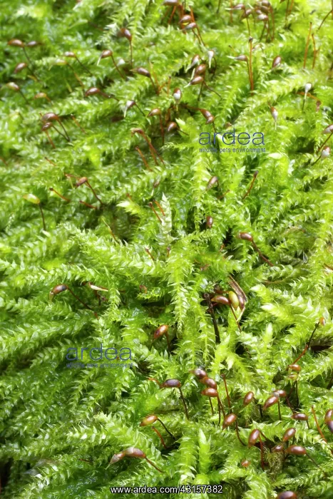 : Rough-stalked Feather-moss - Brachythecium rutabulum : Rough-stalked Feather-moss - Brachythecium rutabulum