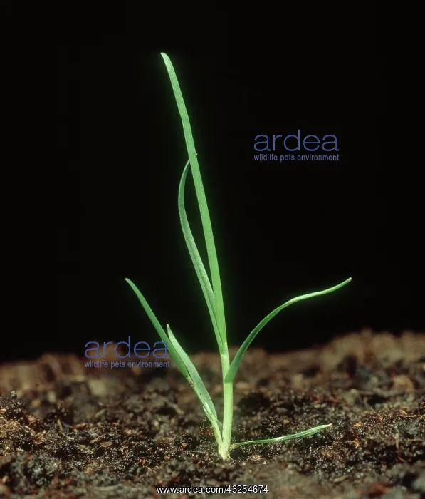: Rough-stalked meadow grass seedling : Rough-stalked meadow grass seedling