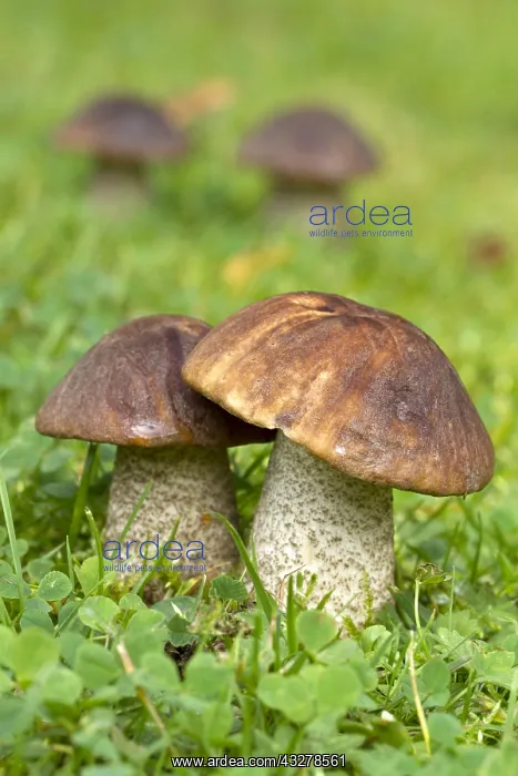 : Rough-stemmed bolete (Leccinum scabrum) : Rough-stemmed bolete (Leccinum scabrum)