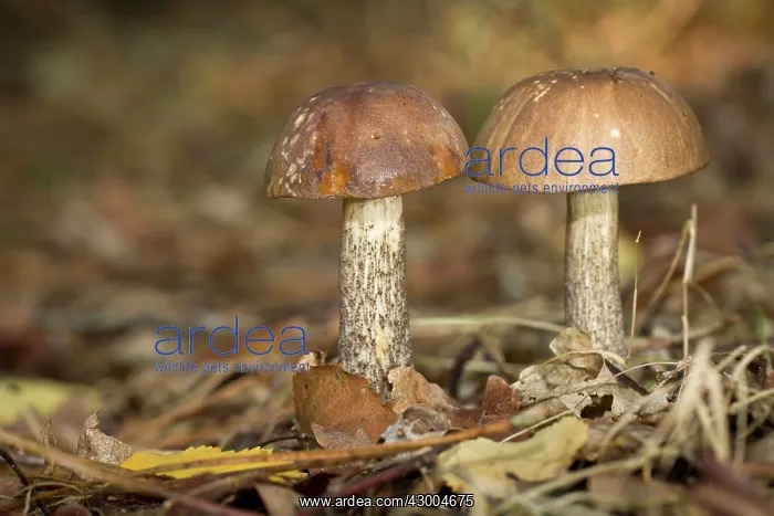: Rough-stemmed / Brown Birch Bolete / Scaber : Rough-stemmed / Brown Birch Bolete / Scaber