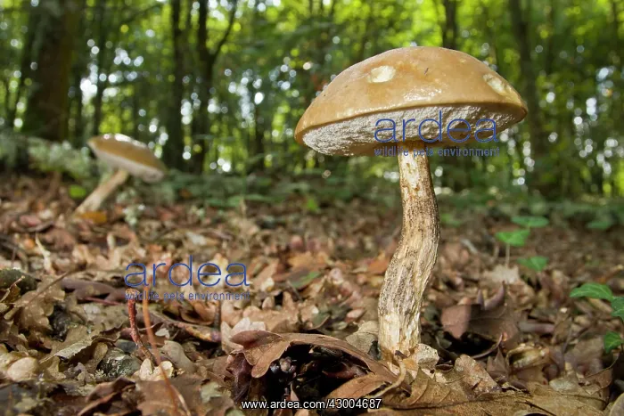 : Rough-stemmed / Brown Birch Bolete / Scaber : Rough-stemmed / Brown Birch Bolete / Scaber