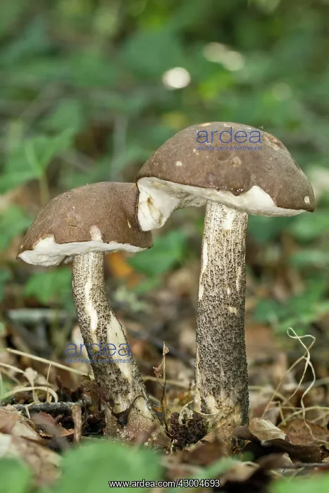 : Rough-stemmed / Brown Birch Bolete / Scaber : Rough-stemmed / Brown Birch Bolete / Scaber