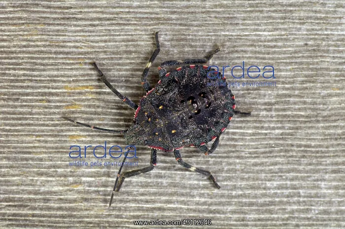 : Rough Stink Bug : Rough Stink Bug