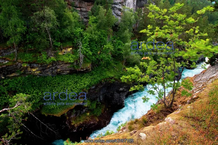 : Rough stream through clough, Norway, Reinheim : Rough stream through clough, Norway, Reinheim