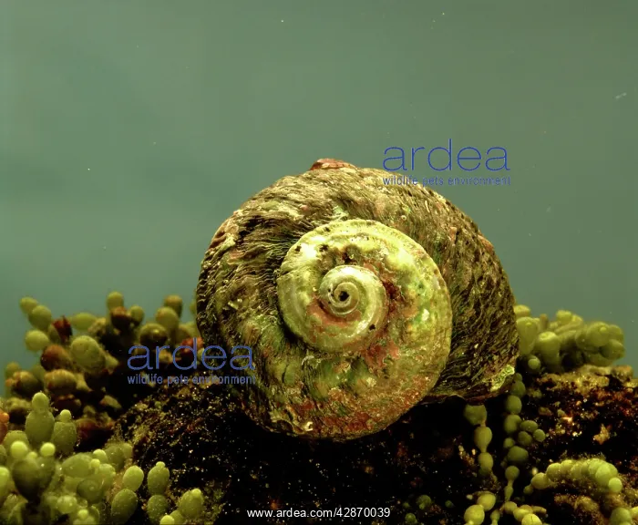 : Rough / Sydney Turban Shell : Rough / Sydney Turban Shell