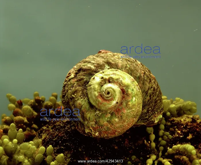 : Rough or Sydney turban shell (Turbo torquatus) : Rough or Sydney turban shell (Turbo torquatus)