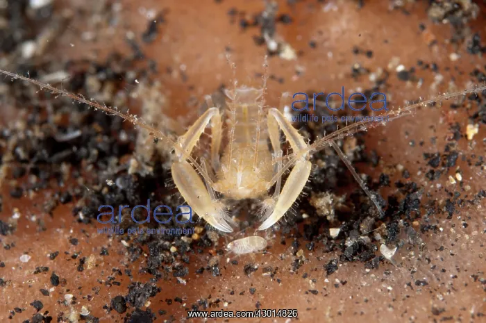 : Rough Tail Sponge Shrimp during night dive : Rough Tail Sponge Shrimp during night dive