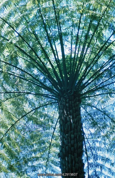 : ROUGH TREE FERN, viewed from below : ROUGH TREE FERN, viewed from below