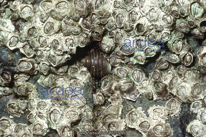 : Rough Winkle - among barnacles : Rough Winkle - among barnacles